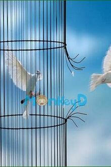 Lồng Giam Và Đôi Cánh